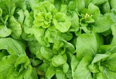 農(nóng)業(yè)部等三部門(mén)：開(kāi)展植保無(wú)人飛機(jī)應(yīng)用試點(diǎn)工作